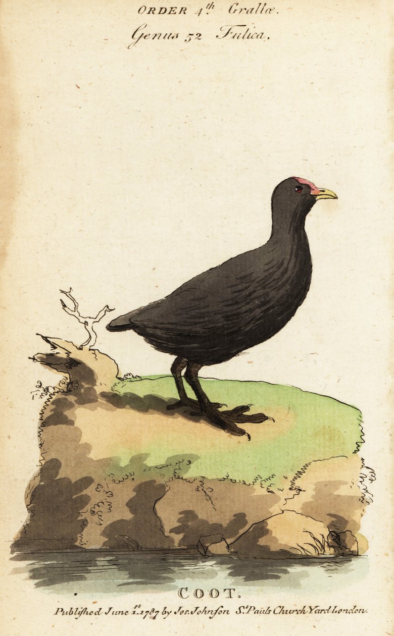 Eurasian coot, Fulica atra 作： ジャック・ド・セヴ