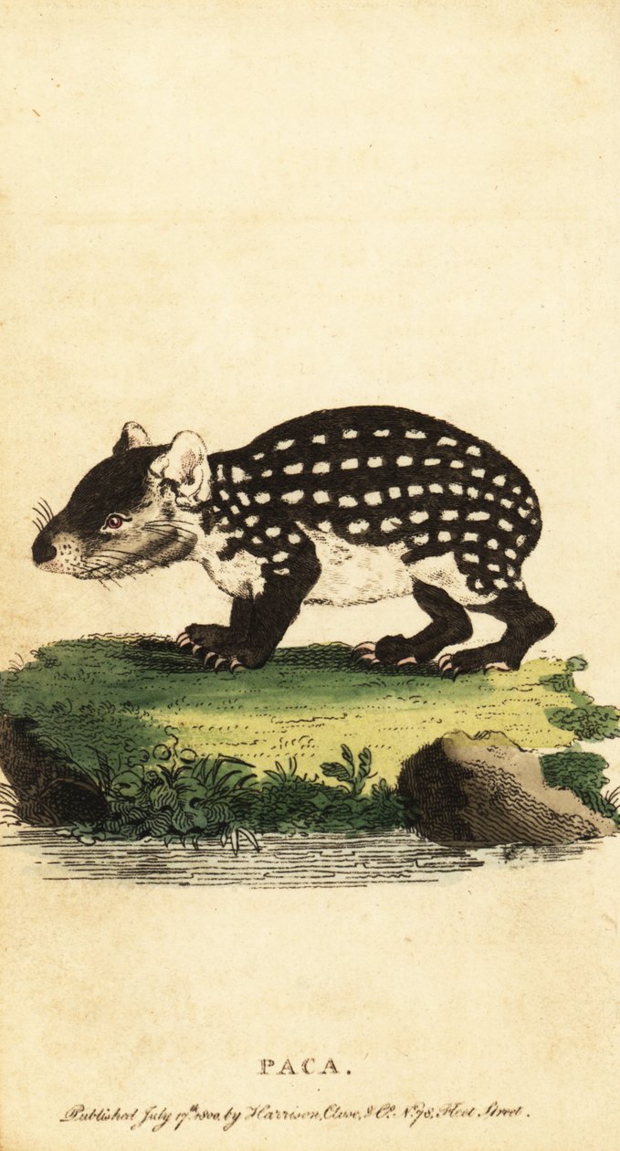 低地のパカまたは斑点のあるパカ、Cuniculus paca。、1800年（彫刻） 作： ジャック・ド・セヴ