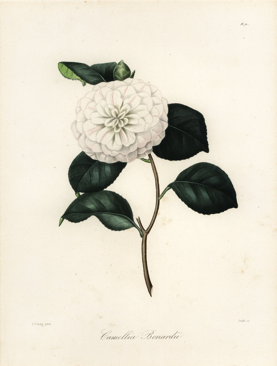 ツバキの品種、Camellia bonardiiまたはCamellia bonnardii 作： ヤコブ（後）ユング