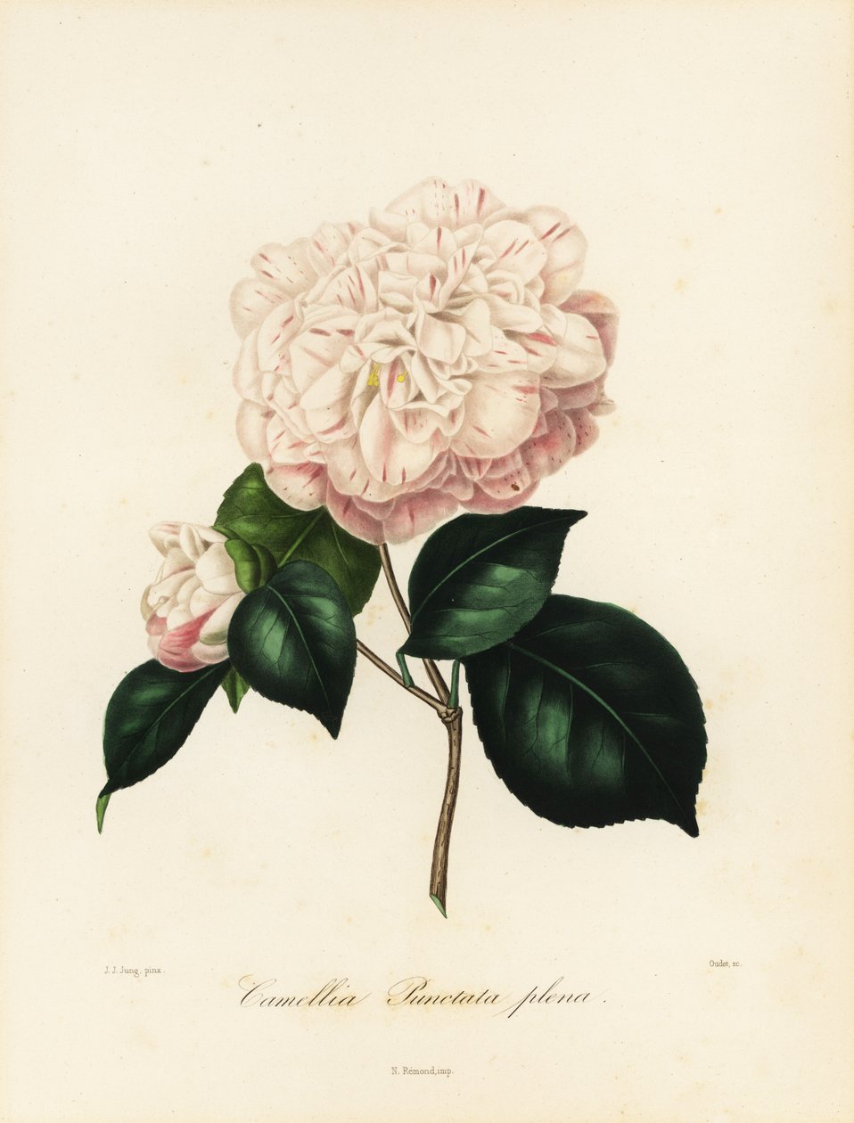 Camellia japonica variety, Camellia punctata plena 作： ヤコブ（後）ユング