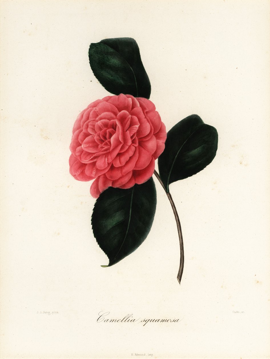 ツバキの品種、Camellia squamosaまたはCamellia squammosa 作： ヤコブ（後）ユング