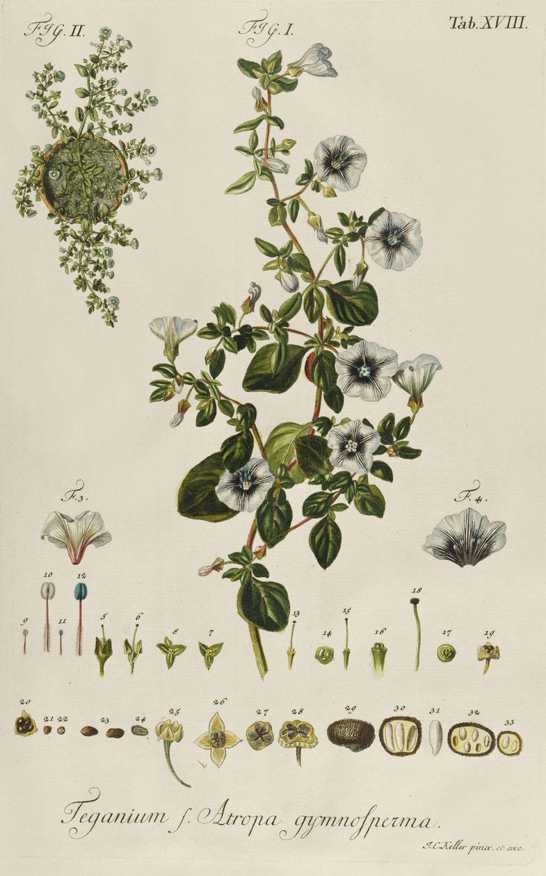 コンボルブルスTeganium f. Atropa gymnosperma "Plantae Rariores "より 作： ジェイコブ・クリストファー・ケラー