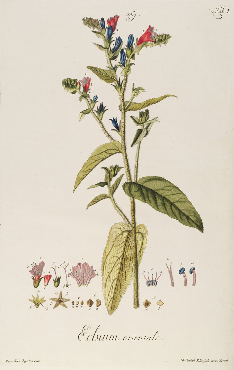 エキウム：オリエンタル、"Icones Plantarum "より、1763年頃（エングレーヴィング） 作： ジェイコブ・クリストファー・ケラー