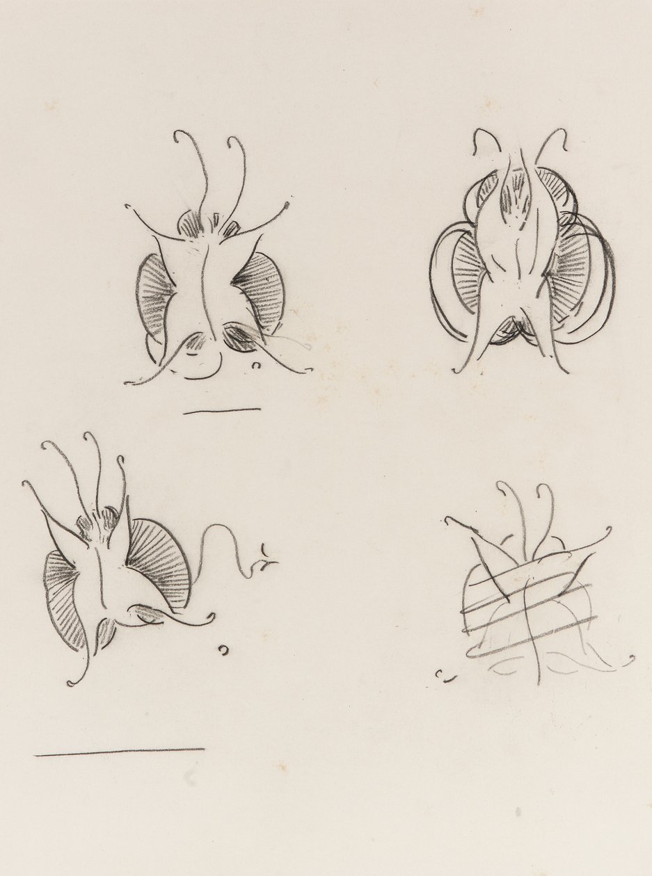 3つのウィスラーバタフライと1つの破壊されたスケッチ、c.1890（紙にクレヨン） 作： ジェームズ・アボット・マクニール・ウィスラー