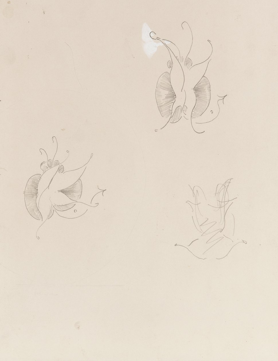 2つのウィスラー蝶と破壊されたスケッチ、c.1890（紙と鉛筆と中国の白） 作： ジェームズ・アボット・マクニール・ウィスラー