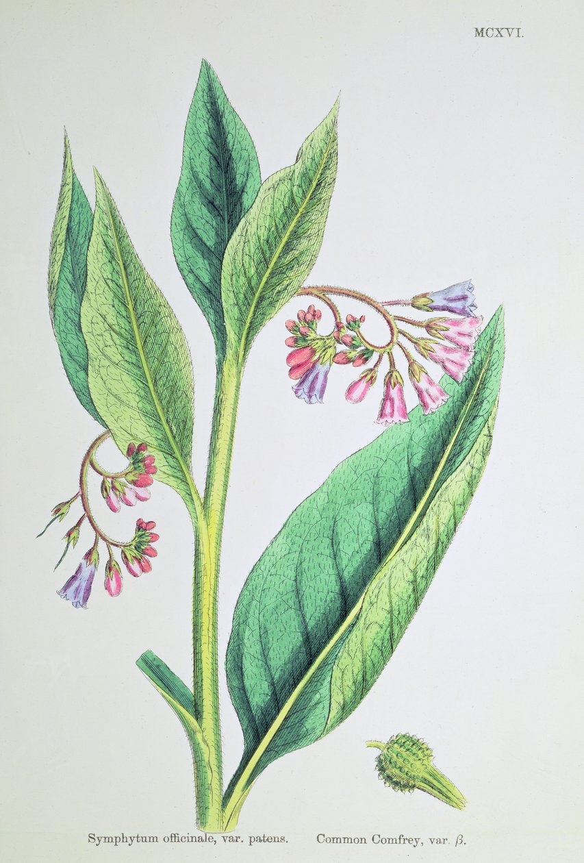 Common Comfrey、プレートMCXVI、c.1800 作： ジェームズ・サワビー