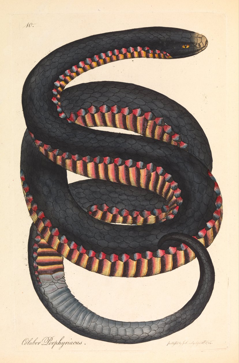 クリムゾンサイドヘビ、Coulber porphyriacus 作： ジェームズ・サワビー