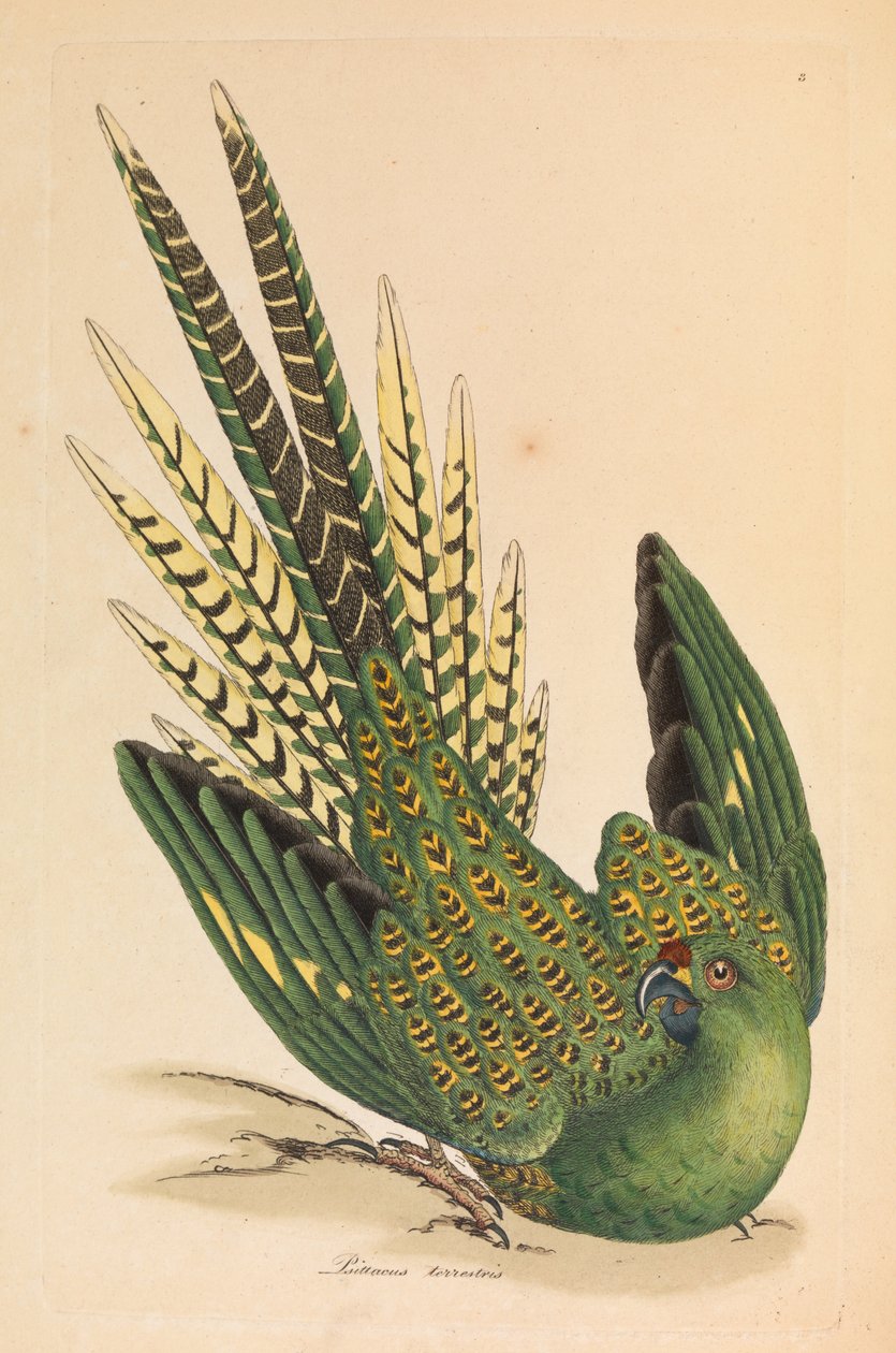 オウム、Psittacus terrestris 作： ジェームズ・サワビー