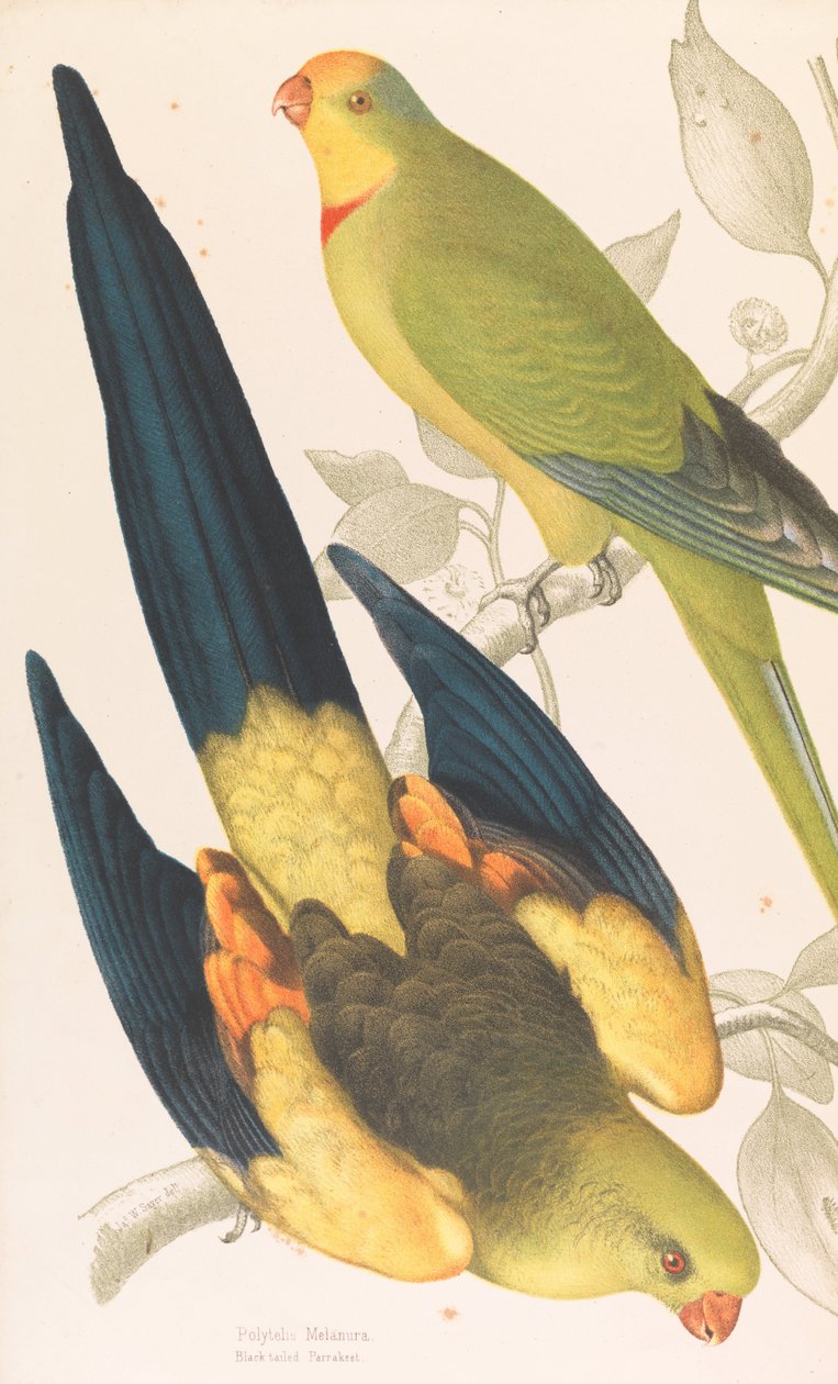 黒い尾のインコ、Polytelis melanuraおよびGreen Leek Parakeet、Polytelis barranandi 作： ジェームズ・ホイットリー・セイアー
