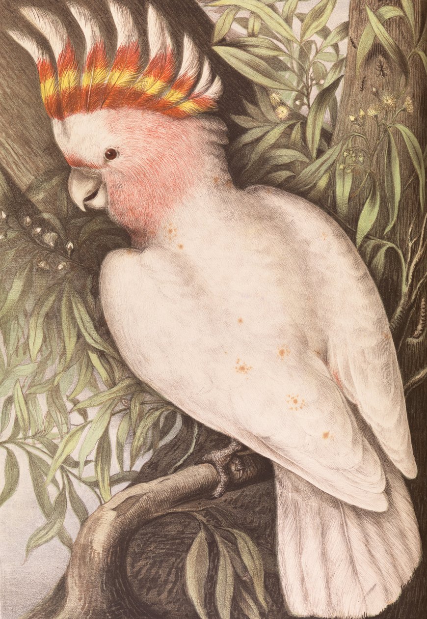 Leadbeaters Cockatoo、Plyctolophus leadbeateri 作： ジェームズ・ホイットリー・セイアー