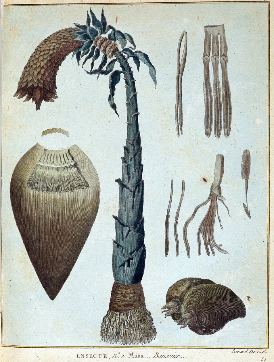 バナナ - ジェームズ・ブルース著「1768年から1772年の間にナイル川の源流を発見するために行われたヌビアとアビシニアへの旅」（第1巻）、パリ 作： ジェームス・ブルース