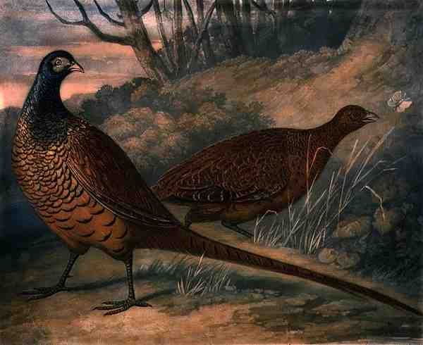 キジ、チャールズ・ターナー（1773-1857）が彫った「British Feather Game」のプレート2、R.アッカーマンが1810年頃に出版したメゾチント・エングレーヴィング。 作： ジェームズ（後）バレンジャー