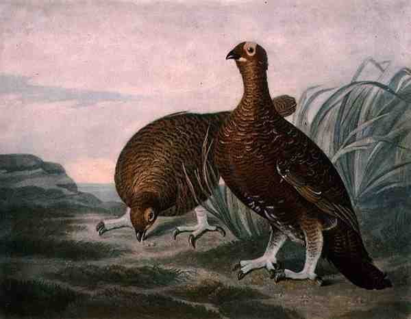 チャールズ・ターナー（1773-1857）が彫刻し、R.アッカーマンが1810年頃に出版した「British Feather Game」のプレート8に掲載されているアカライチョウ（メゾチント・エングレービング） 作： ジェームズ（後）シレット