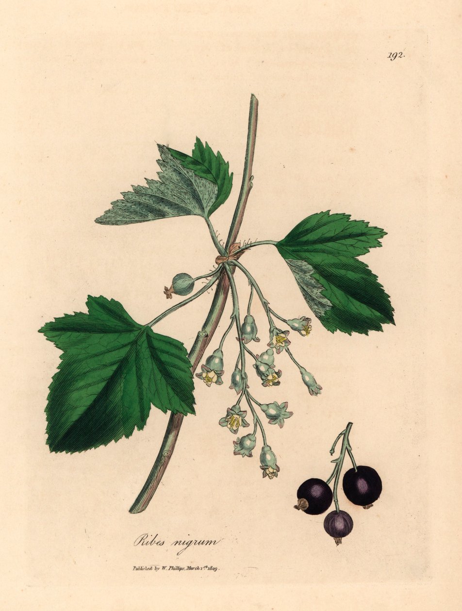 ブラックカラントの木、Ribes nigrum、ウィリアム・ウッドビルのジェームズ・ソワービーによる植物図とウィリアム・ジャクソン・フッカー卿の「医学植物学」1832 年 (手彩色の銅版彫刻) 作： ジェームズ（後）サワービー