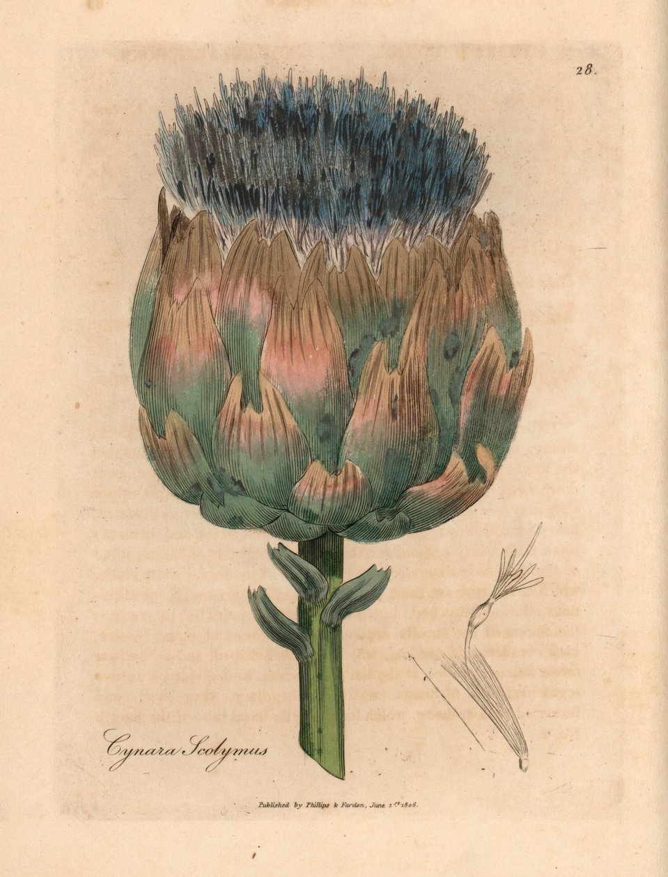 青と紫の花のアーティチョーク、Cynara scolymus、ウィリアム ウッドビルのジェームズ ソワービーとサー ウィリアム ジャクソン フッカーの「医学植物学」1832 による植物のイラスト (手彩色の銅版彫刻) 作： ジェームズ（後）サワービー