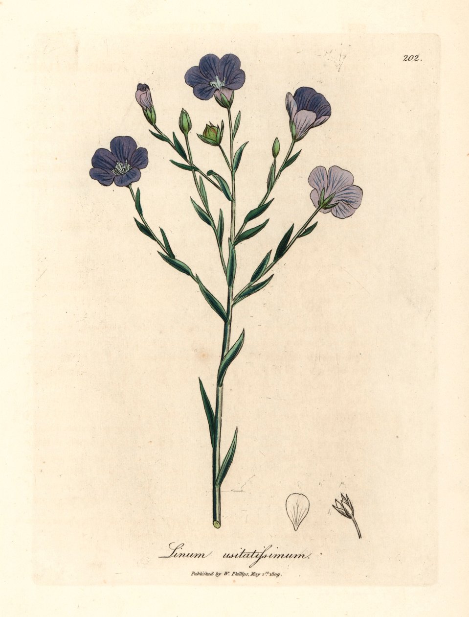 青い花の亜麻、Linum usitatissimum、ウィリアム・ウッドビルのジェームズ・ソワービーによる植物図とウィリアム・ジャクソン・フッカー卿の「医学植物学」1832年 (手彩色の銅版彫刻) 作： ジェームズ（後）サワービー