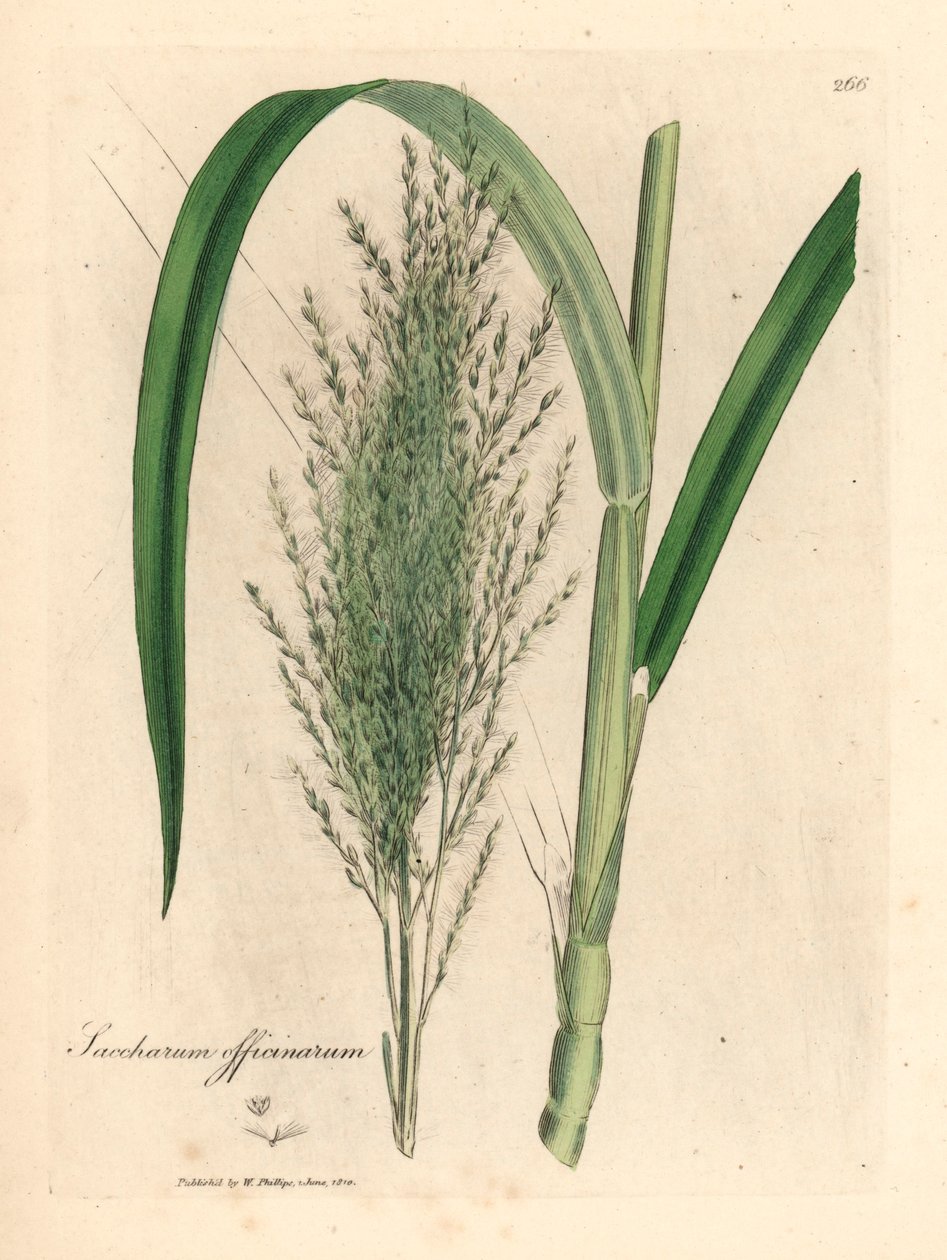 一般的なサトウキビ、Saccharum officinarum、ウィリアム ウッドヴィルのジェームス サワービーによる植物図とウィリアム ジャクソン フッカー卿の「医学植物学」1832 年 (手彩色の銅版彫刻) 作： ジェームズ（後）サワービー