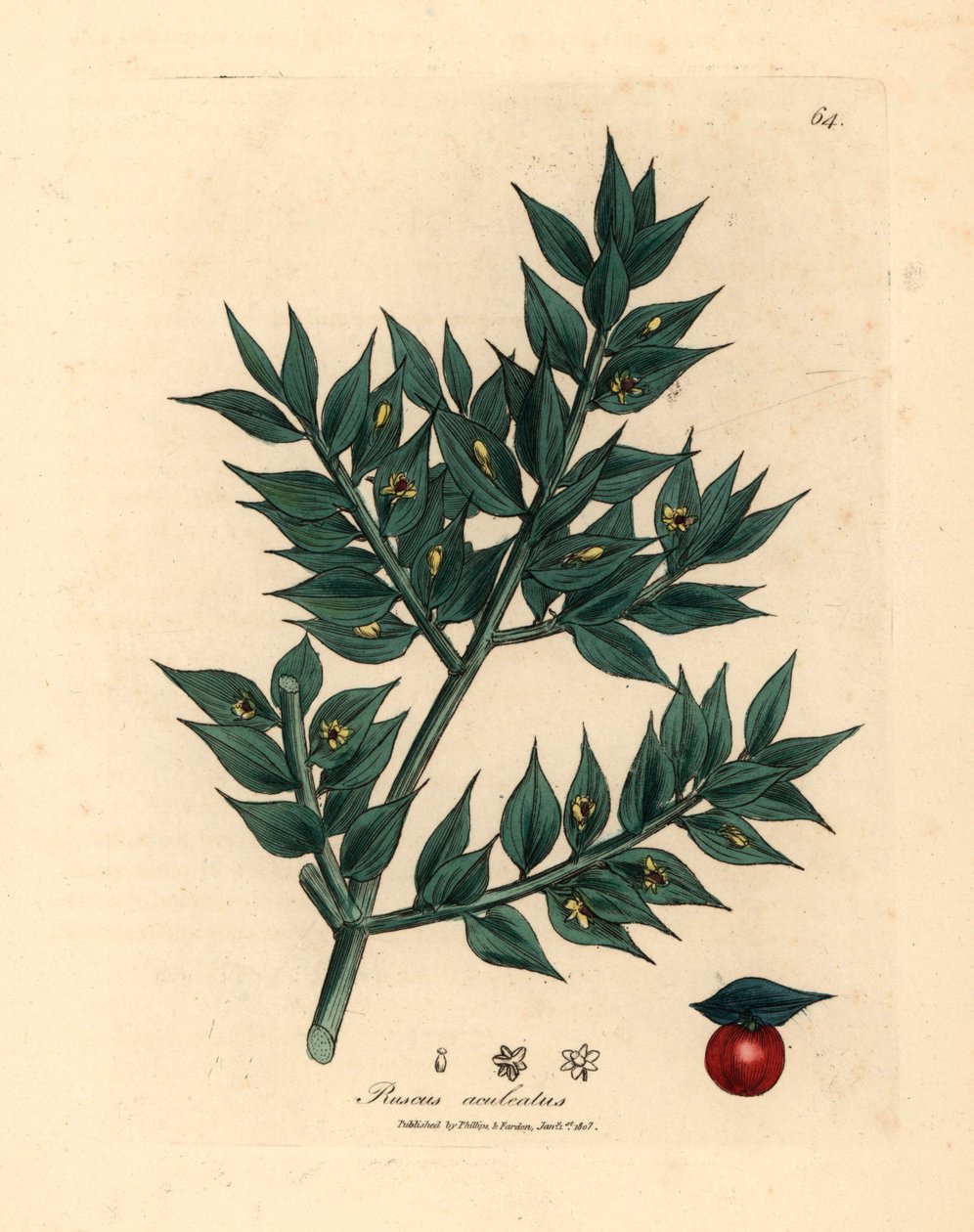 緑の花の肉屋のほうき、Ruscus aculeatus、ウィリアム・ウッドビルのジェームズ・ソワービーとサー・ウィリアム・ジャクソン・フッカーの「医学植物学」1832年の植物図から（手彩色の銅版彫刻） 作： ジェームズ（後）サワービー