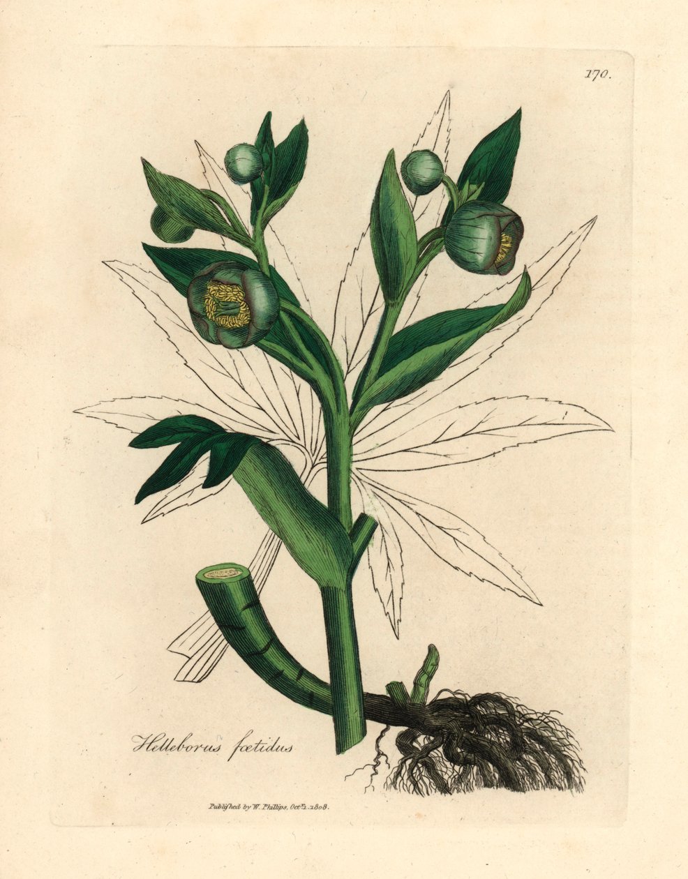 緑の花の悪臭を放つヘレボルスまたはクマの足、Helleborus foetidus、ウィリアム・ウッドビルのジェームズ・ソワービーとサー・ウィリアム・ジャクソン・フッカーの「医学植物学」1832年の植物図から（手塗りの銅版の彫刻） 作： ジェームズ（後）サワービー