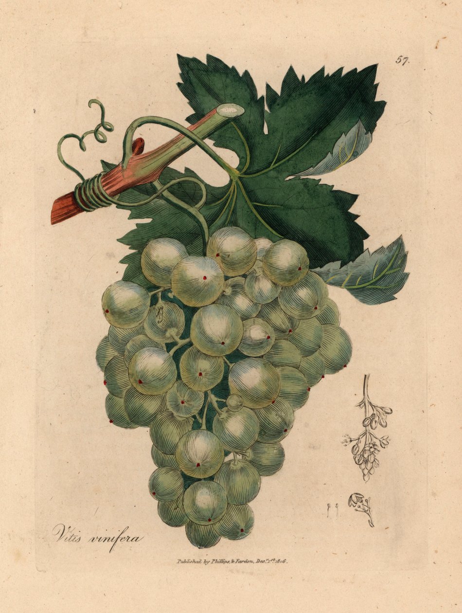 緑のブドウ、つる、葉、Vitis vinifera、ウィリアム・ウッドビルのジェームズ・ソワービーとウィリアム・ジャクソン・フッカー卿の「医学植物学」1832年による植物図から（手彩色の銅版彫刻） 作： ジェームズ（後）サワービー