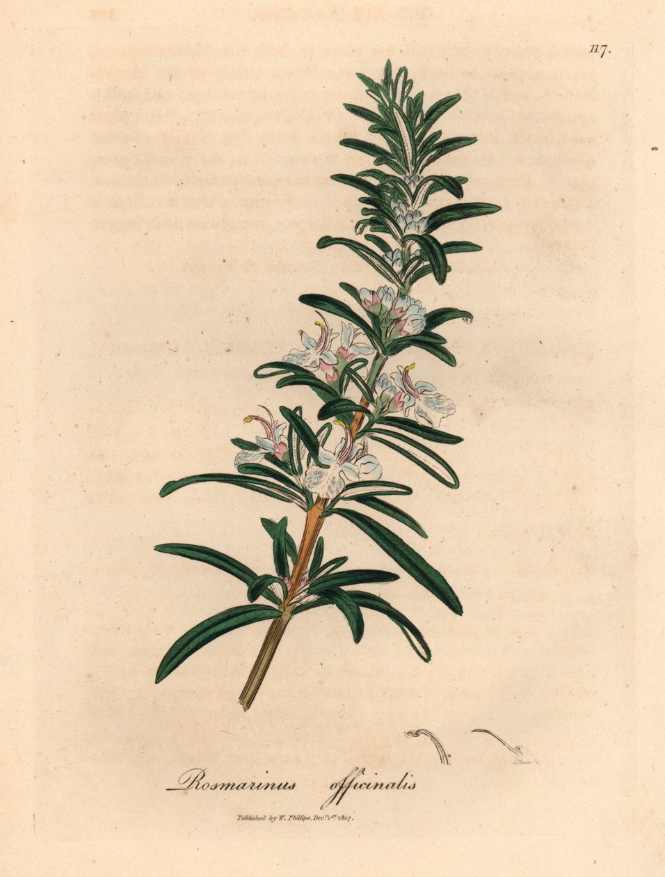 ライトブルーの花のローズマリー、Rosmarinus officinalis、ウィリアム・ウッドビルのジェームズ・ソワービーによる植物図とウィリアム・ジャクソン・フッカー卿の「医学植物学」1832年 (手描きの銅版彫刻) 作： ジェームズ（後）サワービー