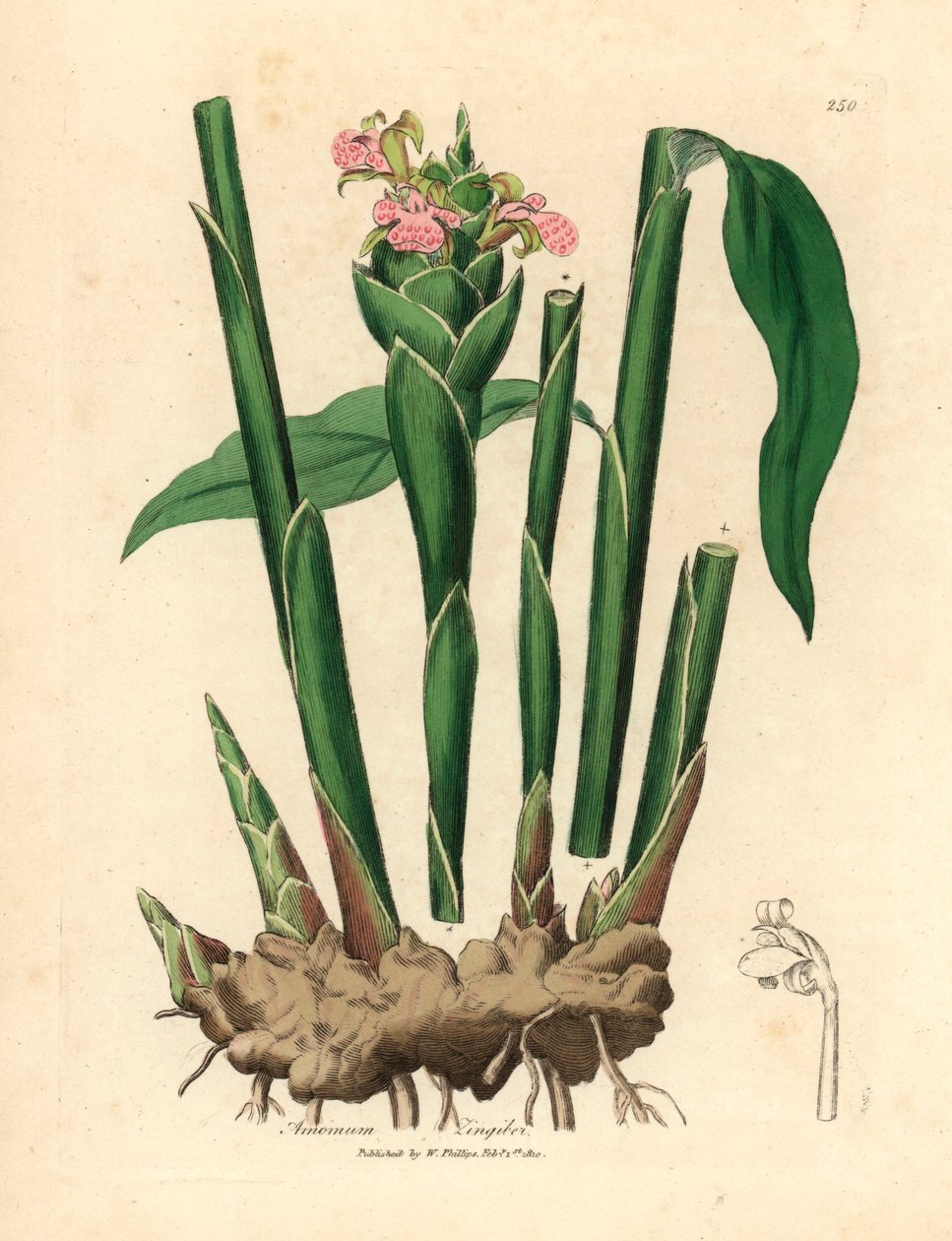 幅の狭い葉のショウガ、Zingiber officinale 、ウィリアム・ウッドビルのジェームズ・ソワービーによる植物図とウィリアム・ジャクソン・フッカー卿の「医学植物学」1832年 (手彩色の銅版彫刻) 作： ジェームズ（後）サワービー