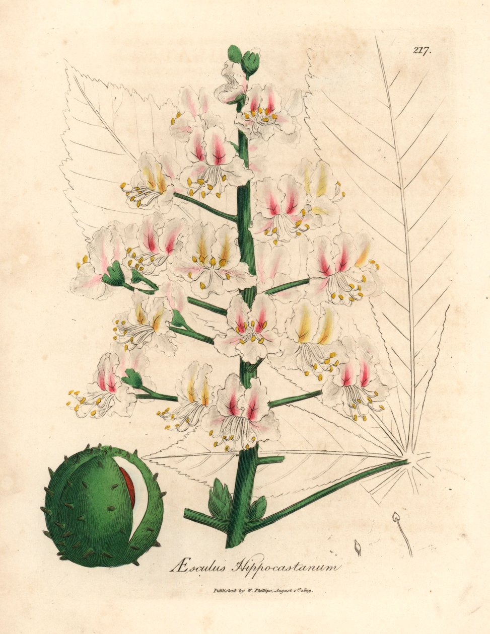 ピンクの花とトチノキの木 Aesculus hippocastanum の果実、ジェームズ・ソワービーによるウィリアム・ウッドビルの植物図とウィリアム・ジャクソン・フッカー卿の「医学植物学」1832 年 (手彩色の銅版彫刻) 作： ジェームズ（後）サワービー