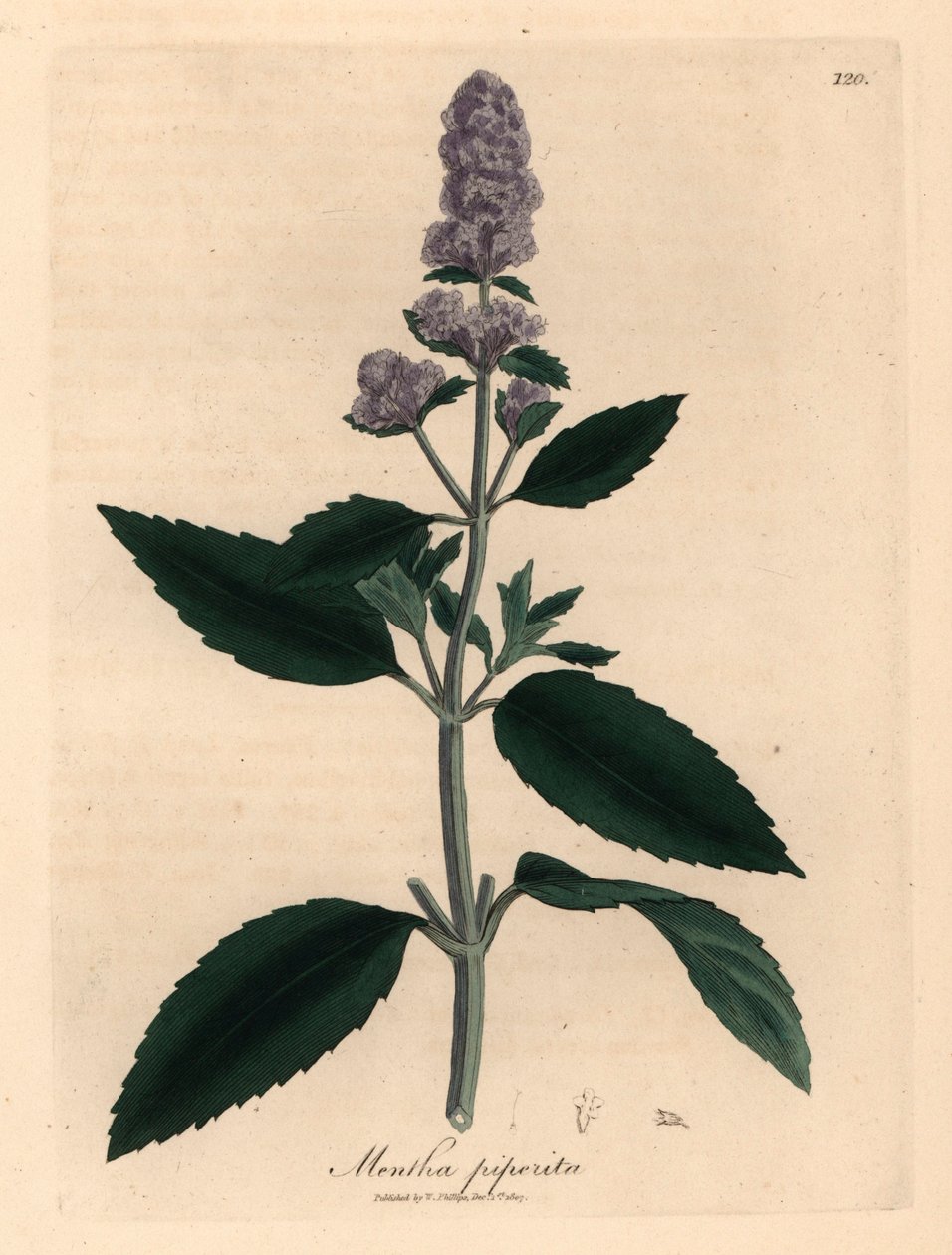 紫の花のペパーミント、Mentha piperita、ウィリアム ウッドビルのジェームズ ソワービーによる植物図とウィリアム ジャクソン フッカー卿の「医学植物学」1832 年 (手彩色の銅版彫刻) 作： ジェームズ（後）サワービー