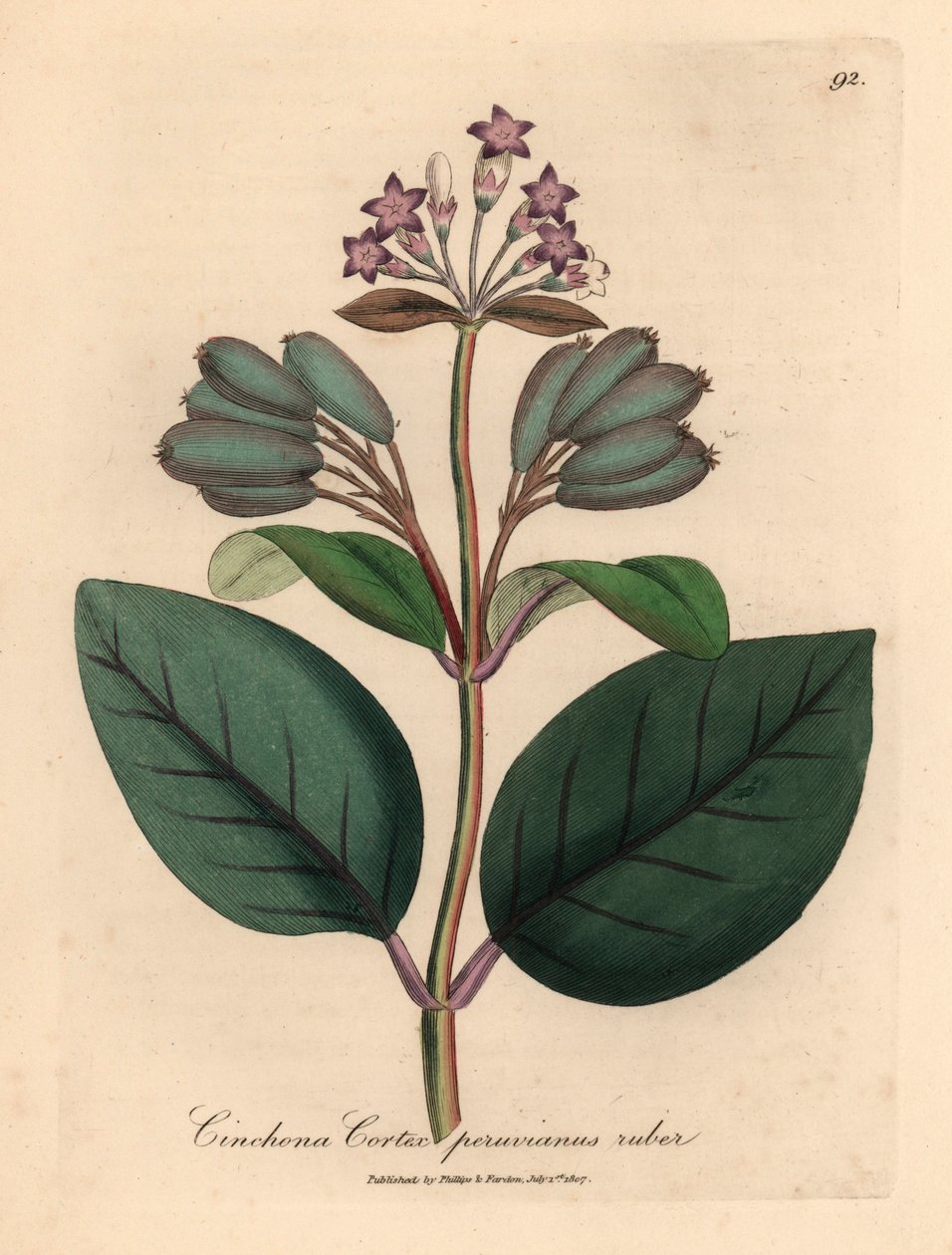 紫色の花が咲く赤いペルーの樹皮の木、Cinchona cortex peruvianus ruber、ウィリアム・ウッドビルのジェームズ・ソワービーによる植物図とウィリアム・ジャクソン・フッカー卿の「医学植物学」1832年 (手描きの銅版彫刻) 作： ジェームズ（後）サワービー