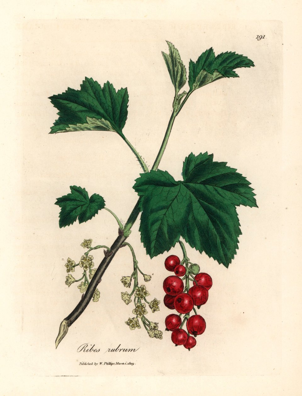 スグリの木、Ribes rubrum、ウィリアム・ウッドビルのジェームズ・ソワービーによる植物図とウィリアム・ジャクソン・フッカー卿の「医学植物学」1832年 (手描きの銅版彫刻) 作： ジェームズ（後）サワービー