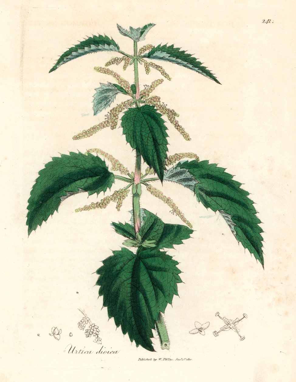 イラクサ、Urtica dioica、ウィリアム ウッドビルのジェームズ ソワービーとウィリアム ジャクソン フッカー卿の「医学植物学」1832 による植物図から (手彩色の銅版彫刻) 作： ジェームズ（後）サワービー