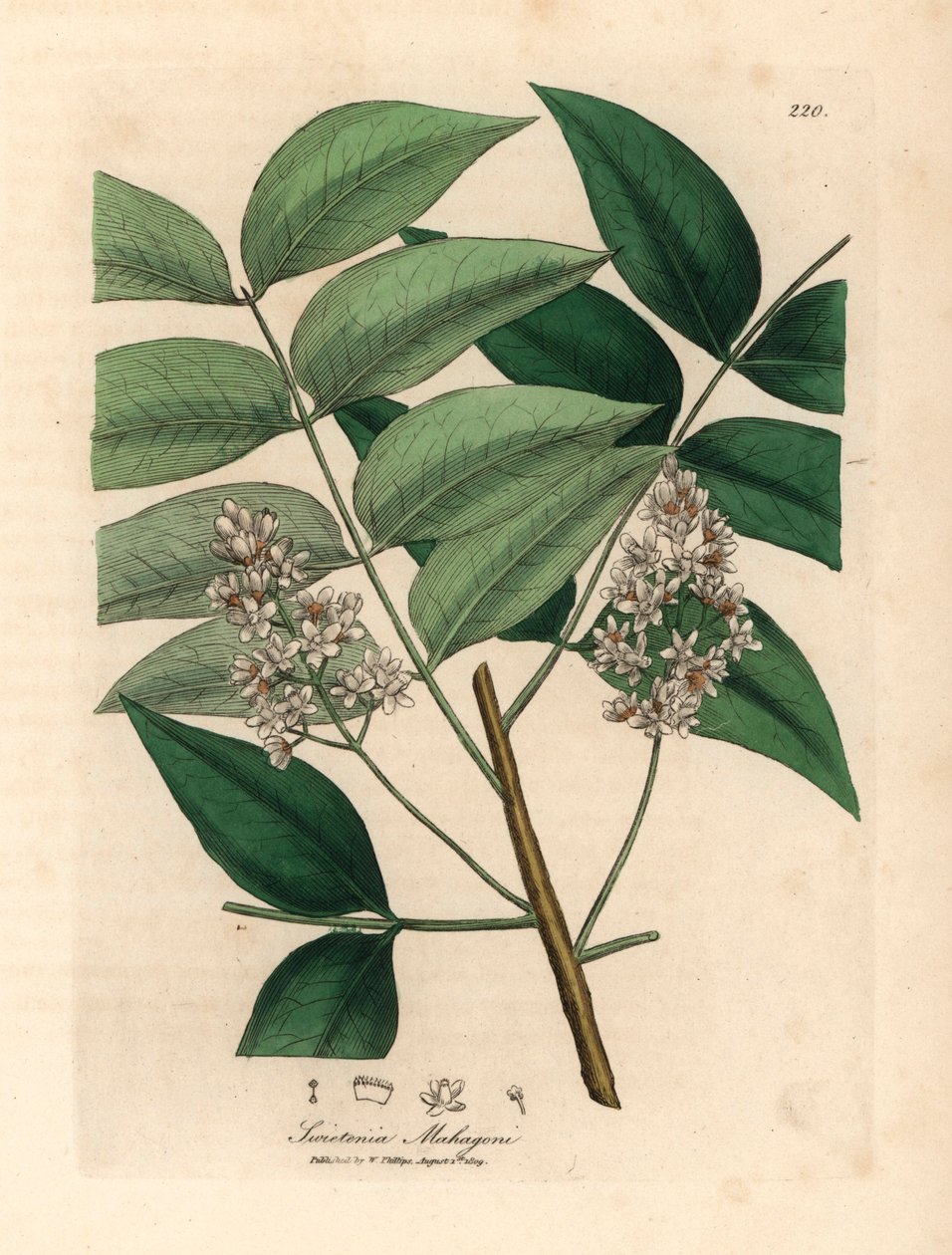白い花を咲かせたマホガニーの木、Swietenia mahogani、1832 年にウィリアム ウッドヴィルとサー ウィリアム ジャクソン フッカーの「医学植物学」からジェームズ・ソワービーが描いた植物のイラスト (手彩色の銅版彫刻) 作： ジェームズ（後）サワービー