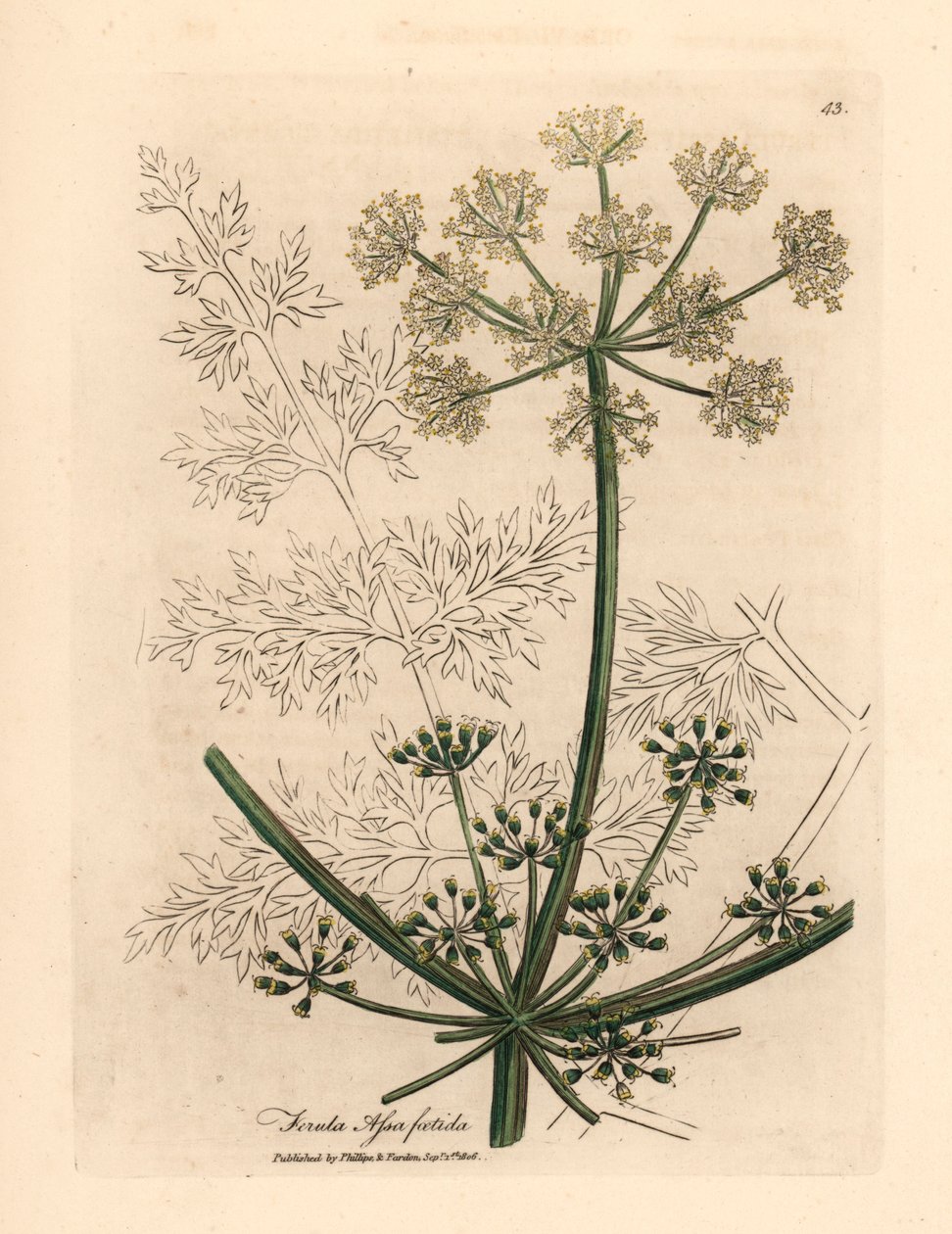 白い花の巨大なフェンネルまたは asafetida、Ferula assafoetida、James Sowerby による William Woodville の植物図と、Sir William Jackson Hooker の「Medical Botany」1832 (手描きの銅版彫刻) 作： ジェームズ（後）サワービー