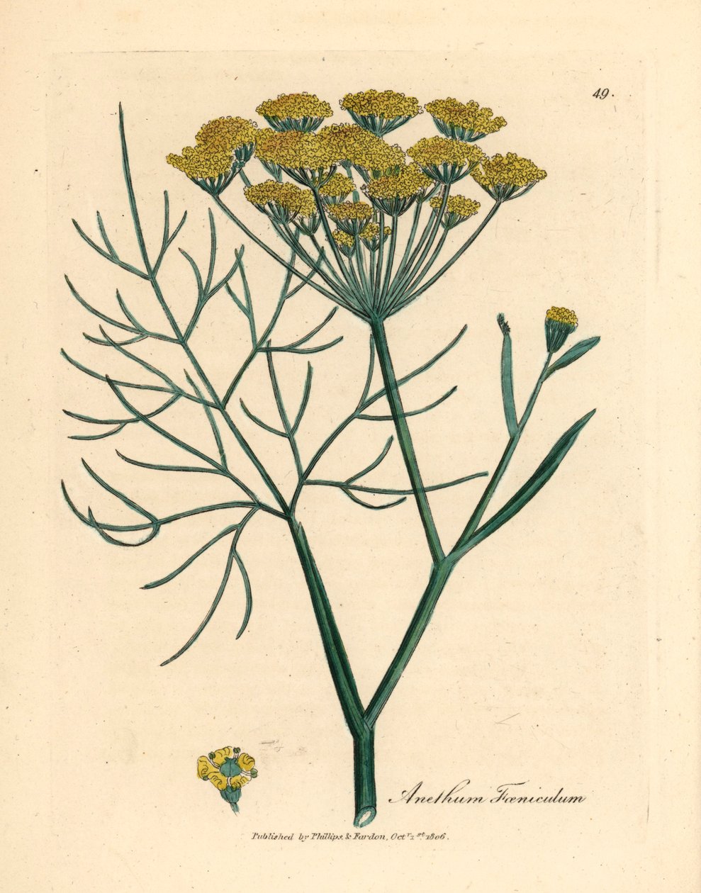 黄色の花フェンネル、Anethum foeniculum、ウィリアム・ウッドヴィルのジェームズ・ソワービーによる植物図とウィリアム・ジャクソン・フッカー卿の「医学植物学」1832年 (手彩色の銅版彫刻) 作： ジェームズ（後）サワービー