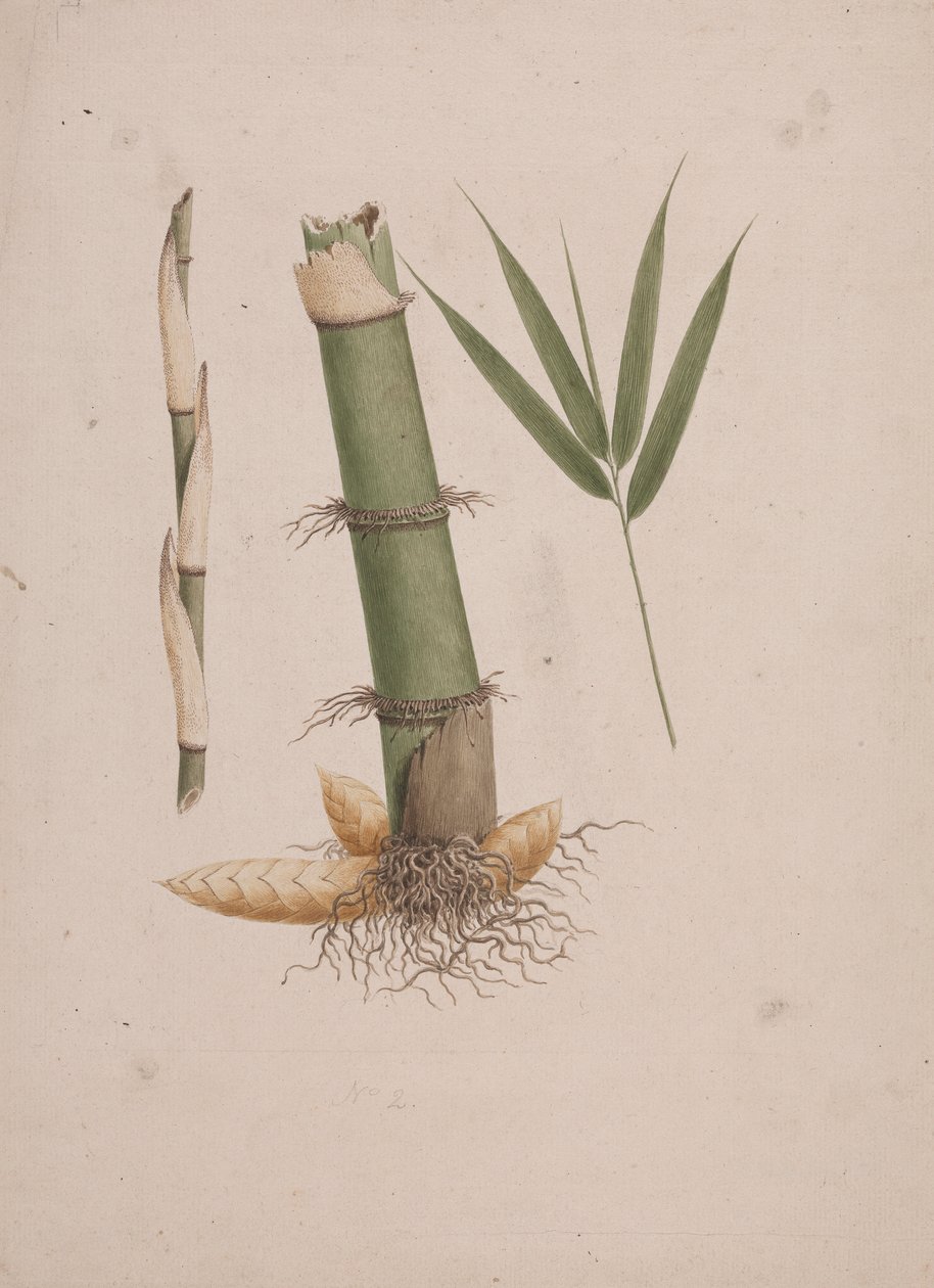 Arundinaria alpina K. Schum。 (アフリカの竹): 茎と葉のあるシュートのセクションの完成図 作： ジェームス・ブルース