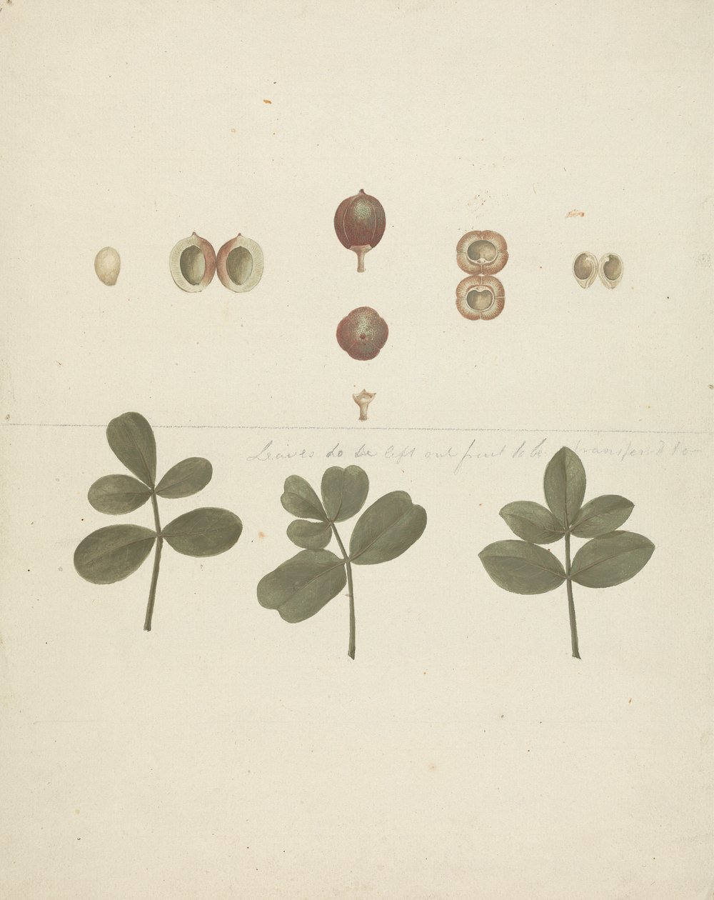 Commiphora gileadensis (L.) C. Chr. (ギレアデの香油、オポバルサム): 果実、切り分けた果実、葉の描き終わり 作： ジェームス・ブルース