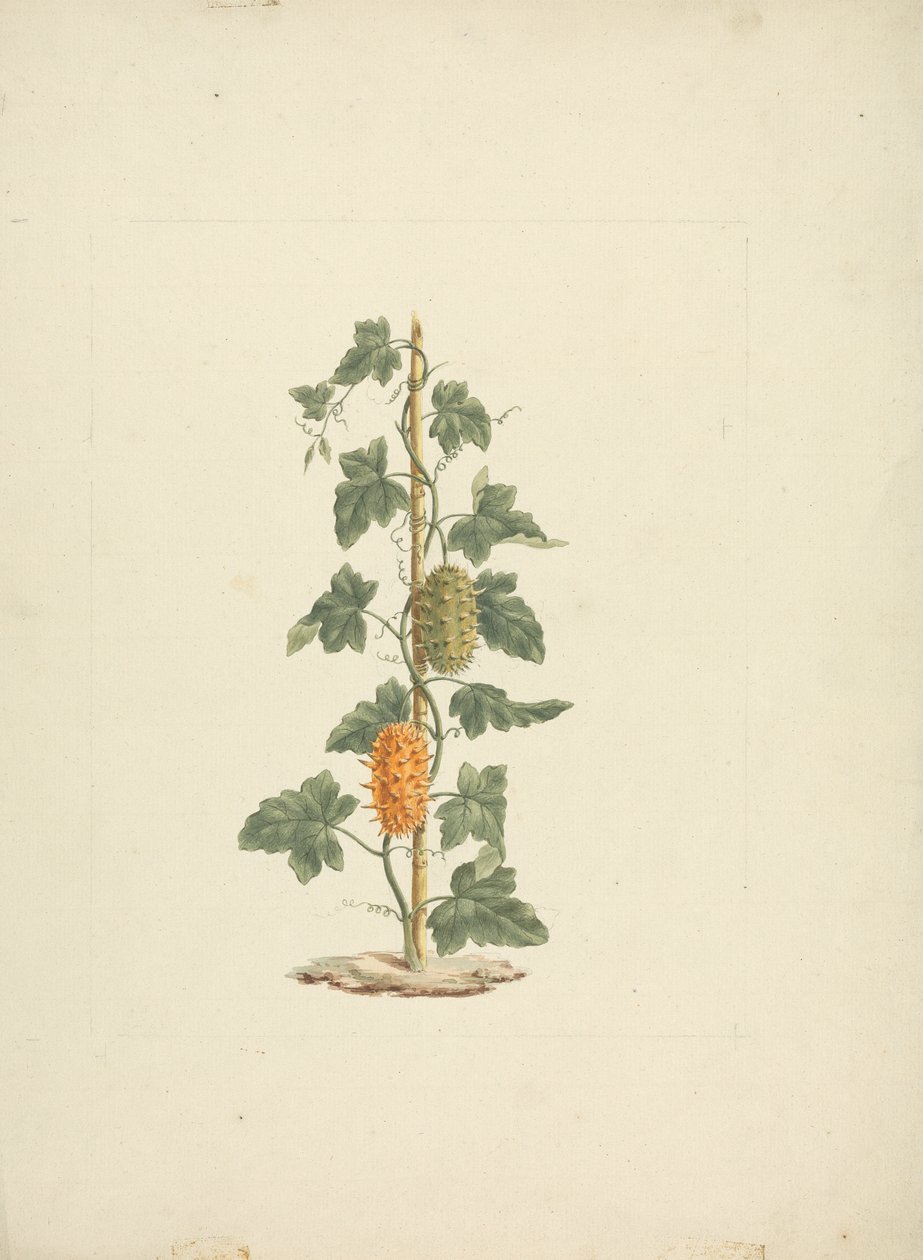 Cucumis metuliferus Naud (ワイルド キュウリ): 完成図 作： ジェームス・ブルース