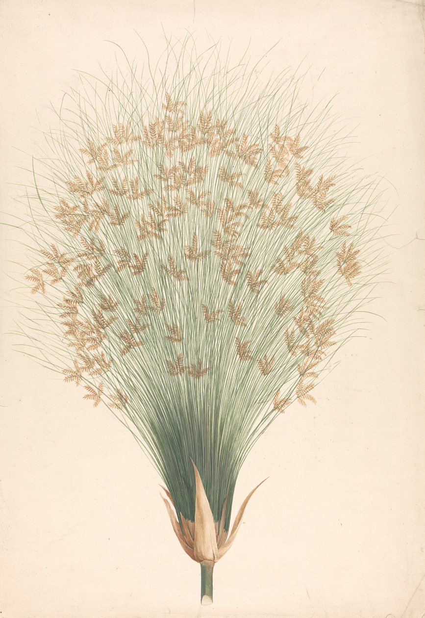 Cyperus papyrus L. (Papyrus Sedge): 花序の完成図 作： ジェームス・ブルース