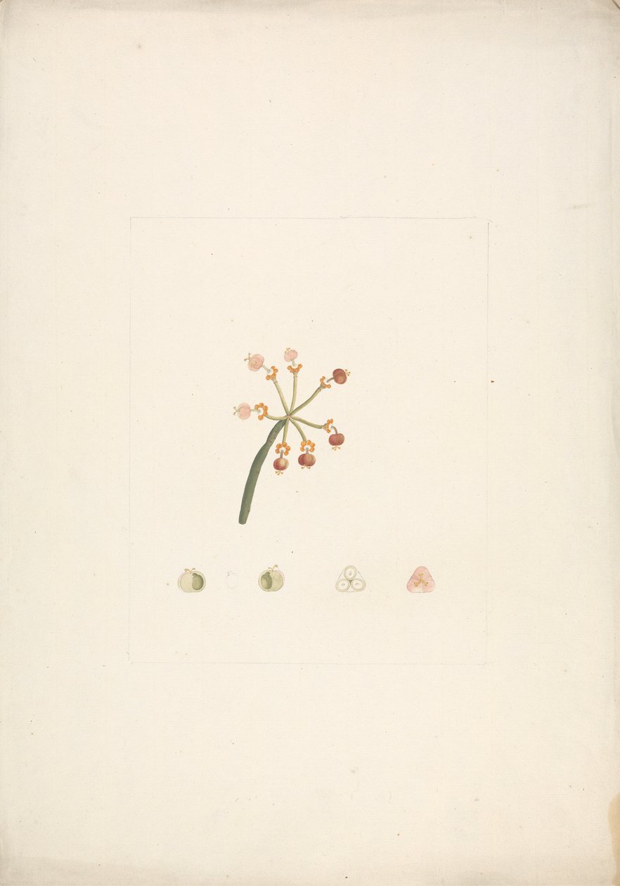 Euphorbia nubica N.E. Br. (Nubian Spurge): desenho finalizado do broto de floração e frutificação, com detalhes das dissecações florais 作： ジェームス・ブルース