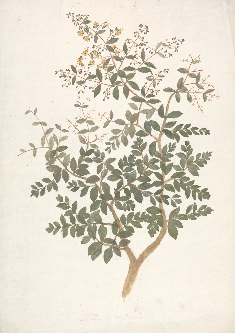 Lawsonia inermis L. (ヘナ): 開花葉のシュートの完成図 作： ジェームス・ブルース