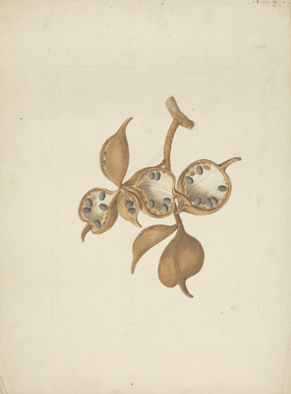 Sterculia africana (Lour.) Fiori: 種子の莢を持つ茎の完成図、いくつかは種子を示す開いています 作： ジェームス・ブルース