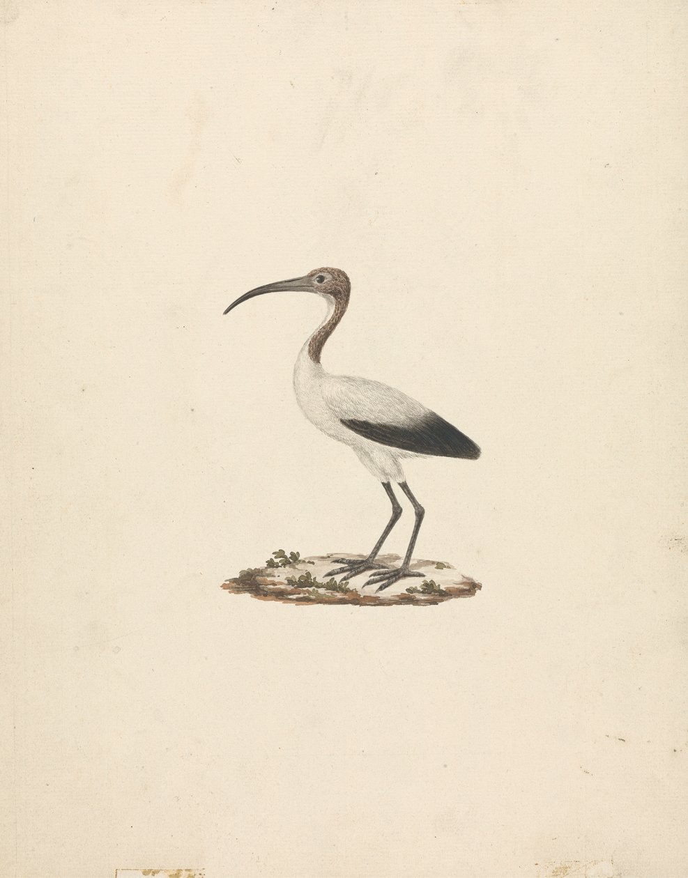 Threskiornis ethiopicus (アフリカトキ) 作： ジェームス・ブルース