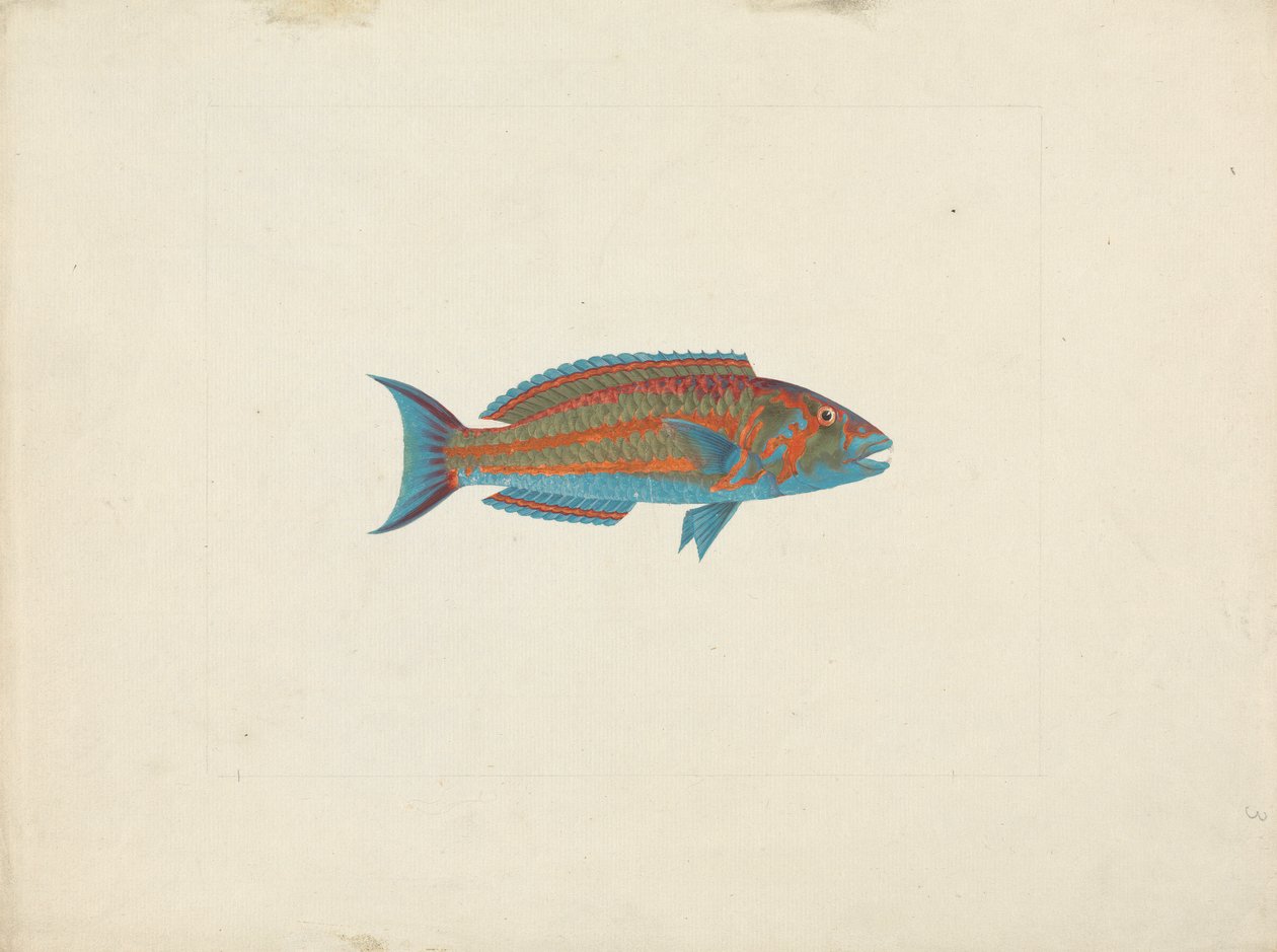 Peixe não identificado 作： ジェームス・ブルース