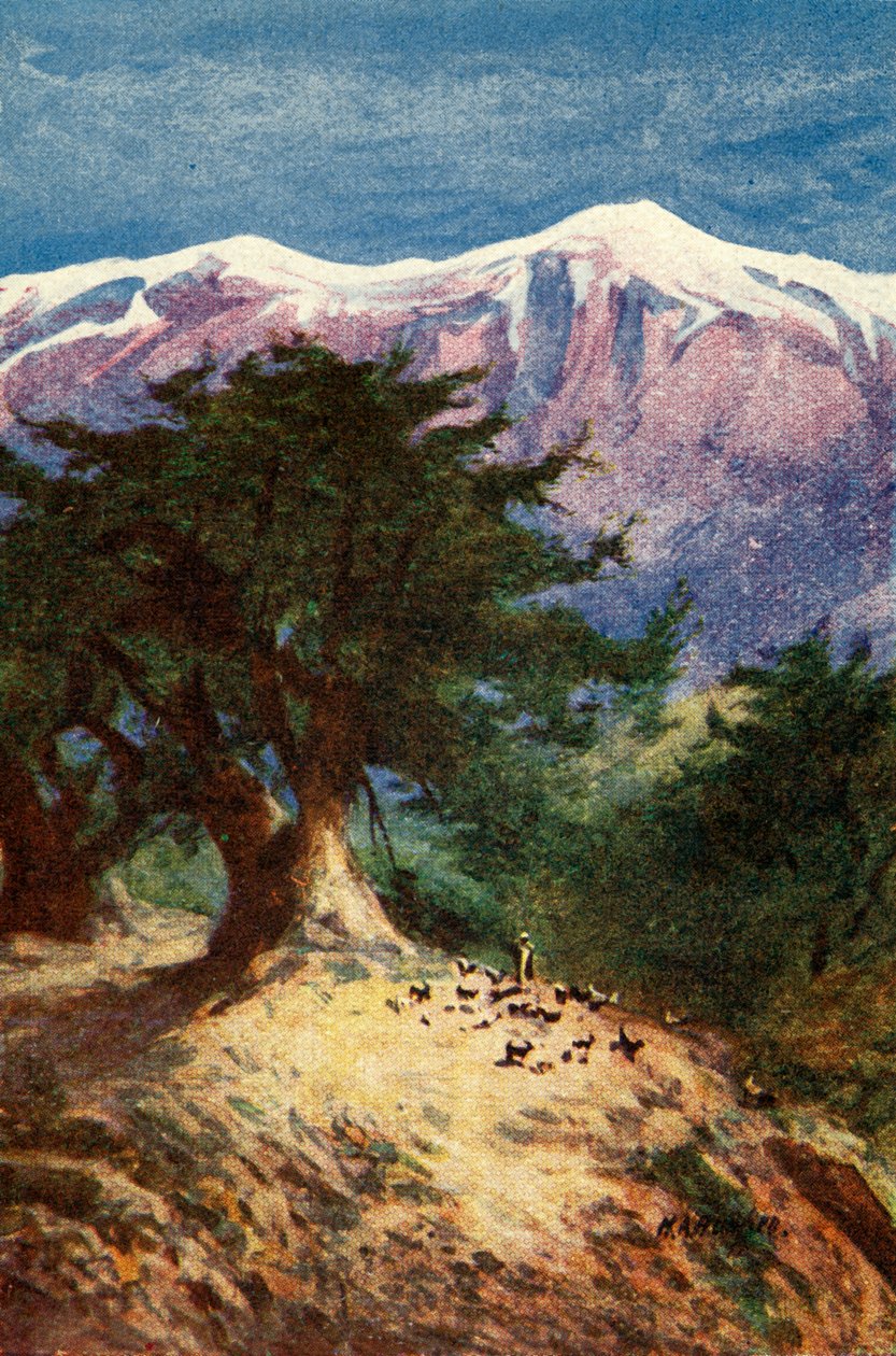 レバノンの杉-マット。 xii。 33、c1924。クリエイター：James Clark、Henry A Harper。 作： ジェームズ・クラークとヘンリー・A・ハーパー