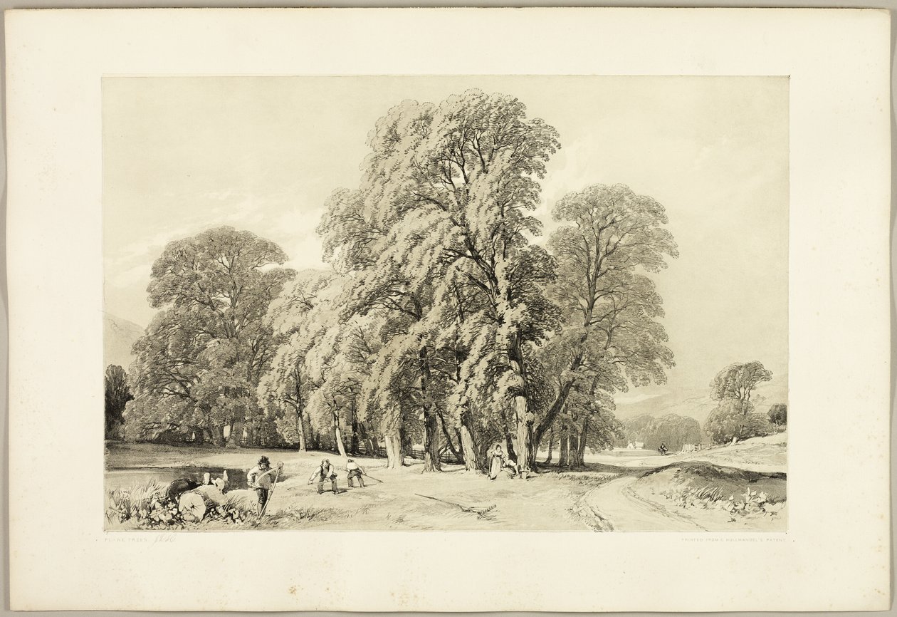 Platanen, aus Der Park und der Wald
