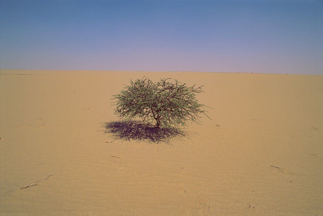 アフリカ、ニジェールの砂漠にある孤立した木。おそらく "Arbre du Tenere"、または一見... 作： ジェームス・L・スタンフィールド