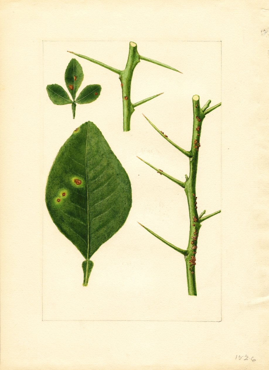 病気になったオレンジの木の葉と小枝（Poncirus trifoliata）（水彩画） 作： ジェームズ・マリオン・シャル