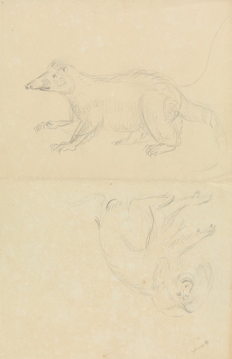 A Mammal (coatimundi?) and a Primate (Marmoset?). A Coatimundi and a Lion-Headed Marmoset   1434273   ja       japanese Successfully Translated  Original: Loch Lomond Translat: Loch Lomond 1447500 ja japanese Successfully Translated Original: Study of a Re 作： ジェームズ・サワビー