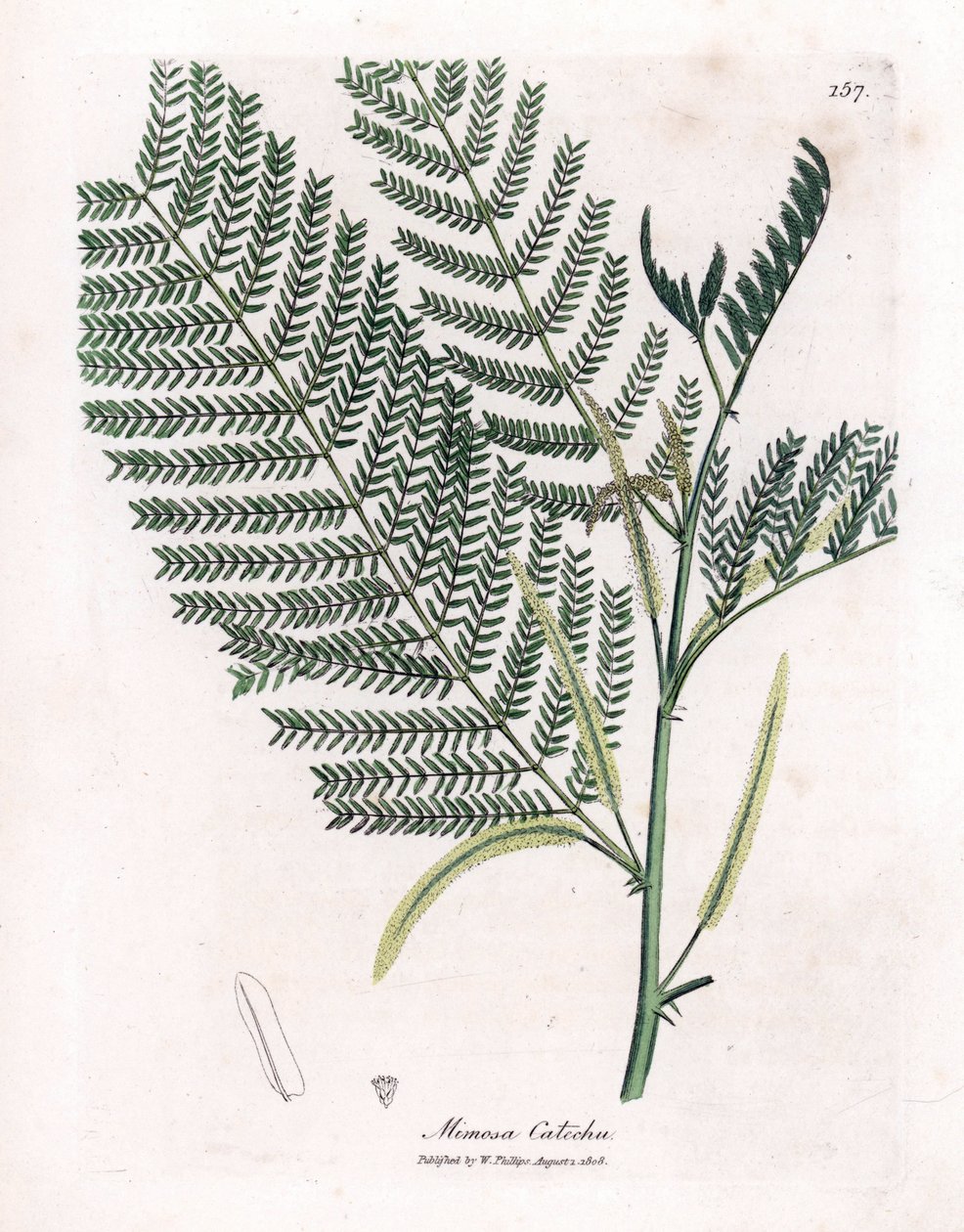 Acacia a cachou または cachoutier - Catechu、Acacia catechu。 ジェームズ・ソワービーによるウィリアム・ウッドビルの植物図とウィリアム・ジャクソン・フッカー卿の「「医療植物学」」、ジョン・ボーン、ロンドンの手彩色銅版画 作： ジェームズ・サワビー
