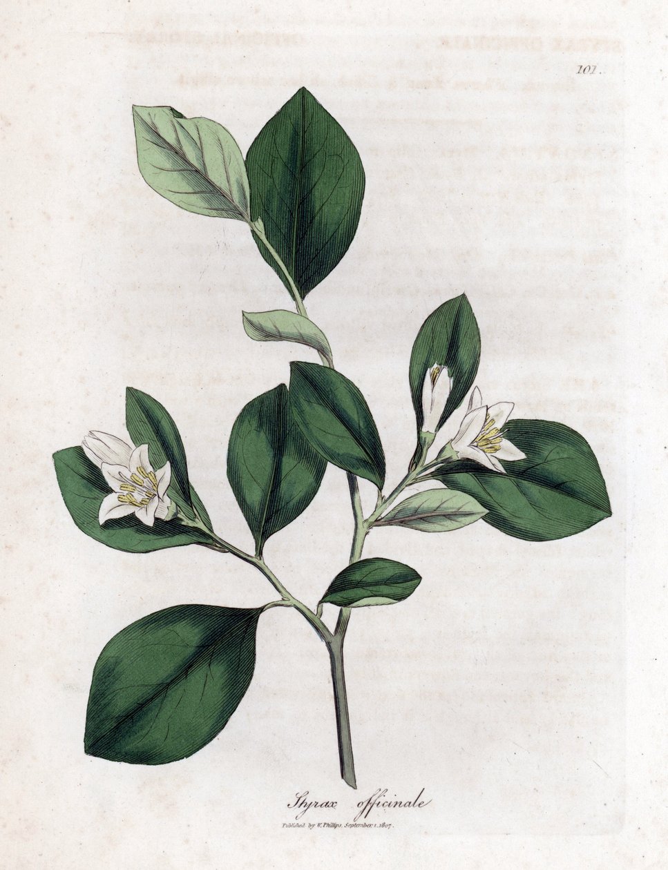 Aliboufier - Storax、Styrax オフィシナリス。 ウィリアム・ウッドヴィルのジェームス・ソワービーによる植物のイラストからの手彩色の銅版画とウィリアム・ジャクソン・フッカー卿の「「医学植物学」」、ジョン・ボーン、ロンドン 作： ジェームズ・サワビー